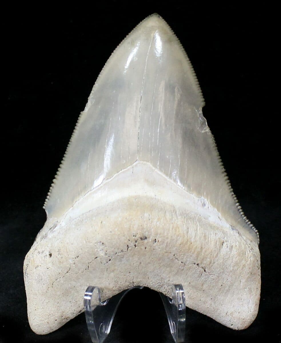 Complete Guide to Fossil Driven Fossil Shark Teeth for Collectors