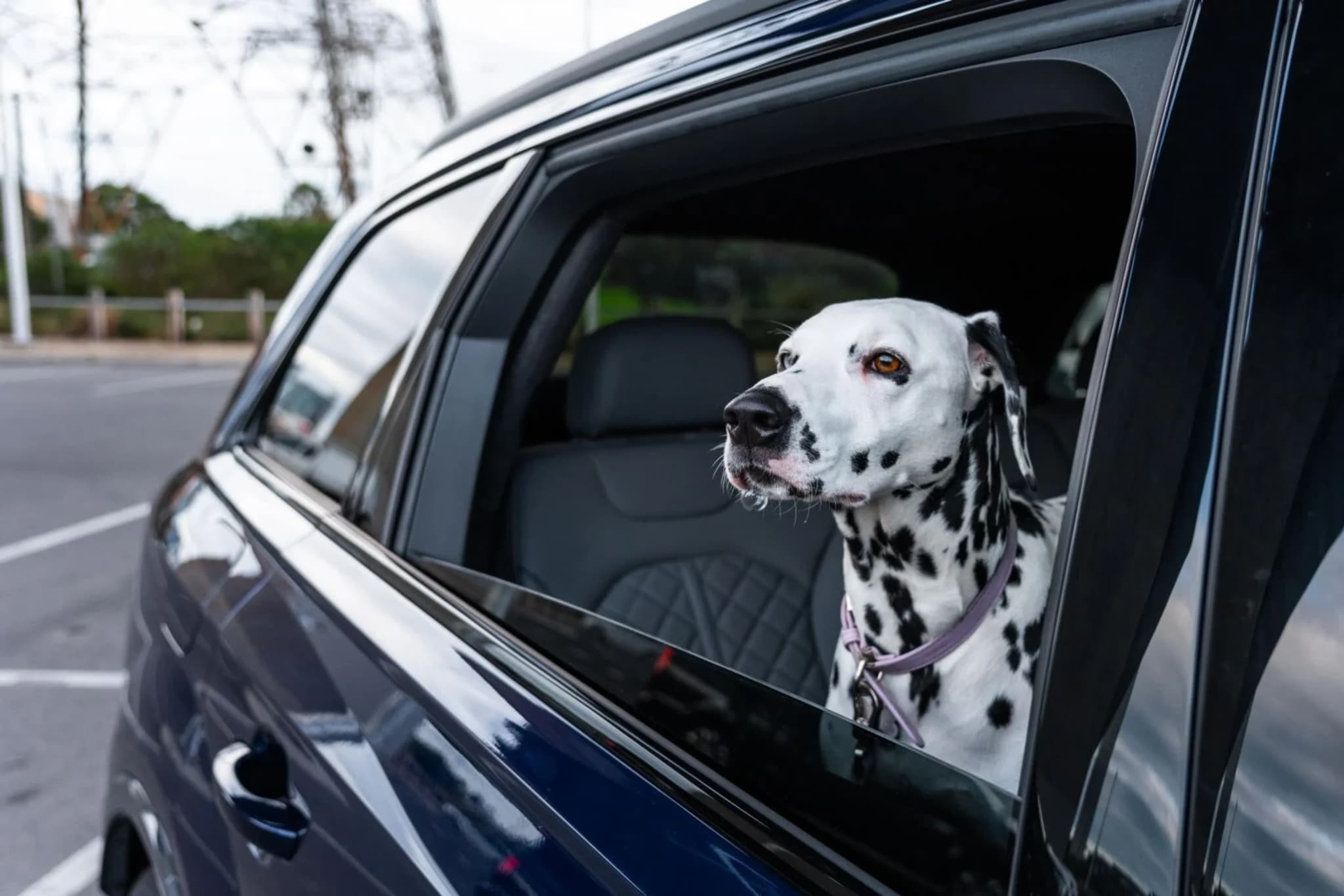 Get Your Animal Health Certificate Quickly with Vet Home Certs