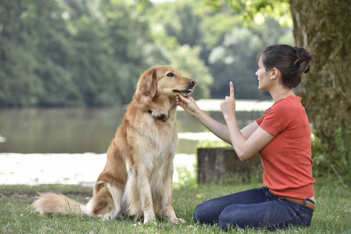Private Dog Training Sessions for Better Behavior
