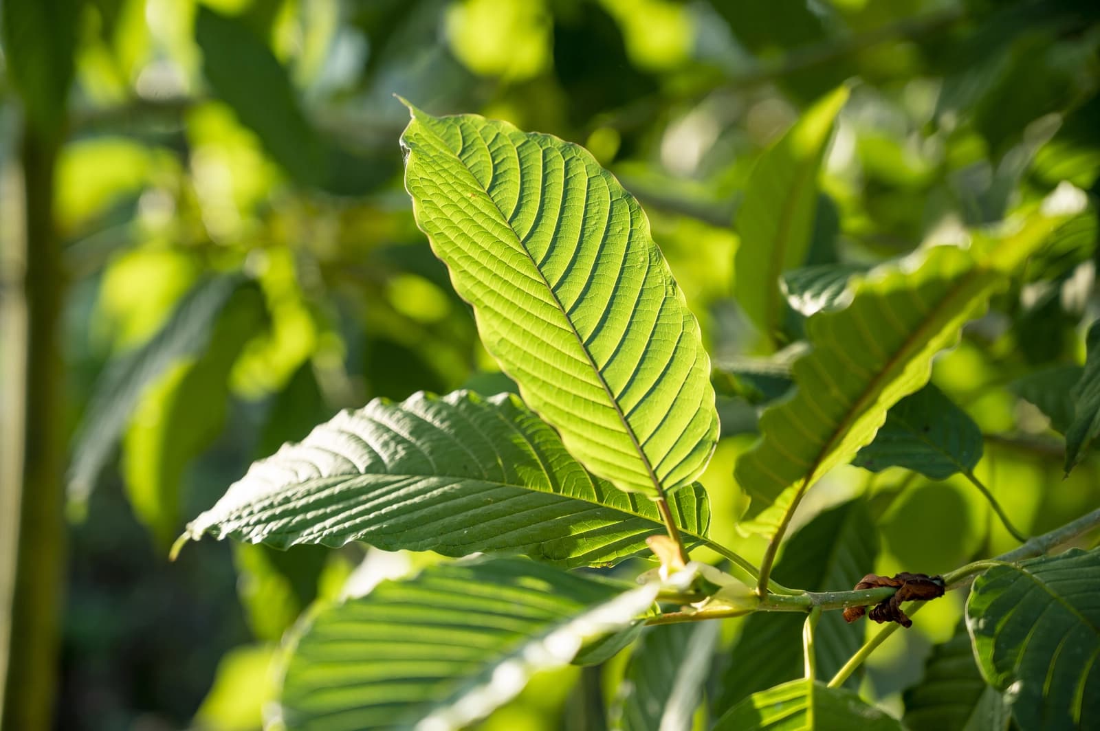 How Fresh Kratom Leaf Tea Thailand Is Brewed at Popup CNX