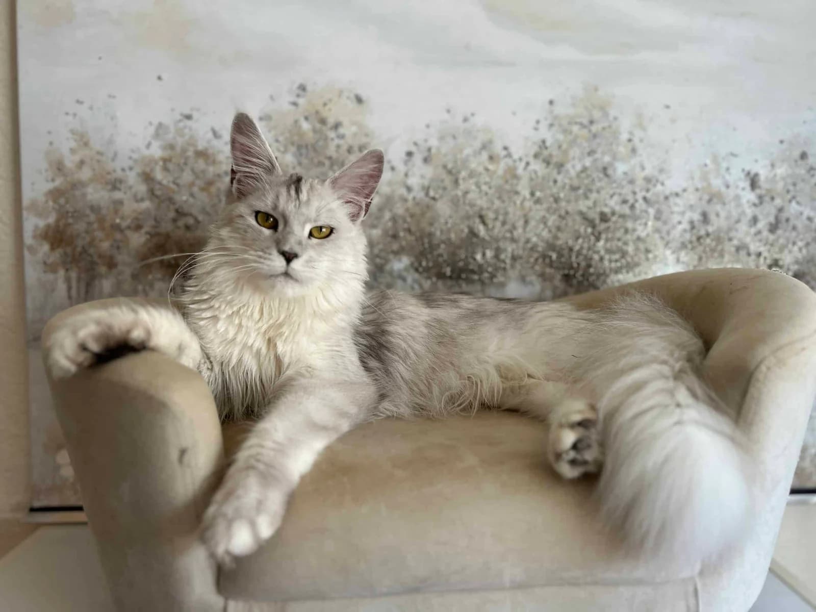 Find the Perfect Maine Coon Kitten in San Francisco