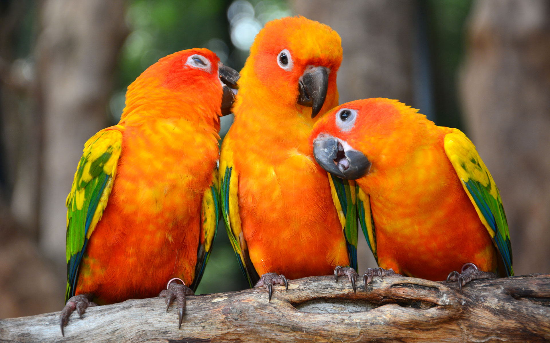 Parrot Breeder – Affordable &amp; Quality Amazing Birds Farm
