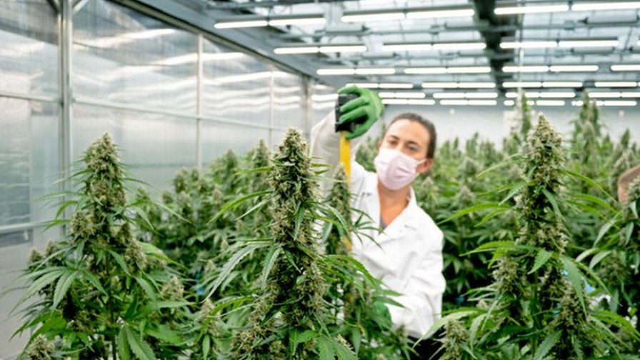 Weed in Madrid – Find Weed in Madrid | Clubs Cannabis Madrid