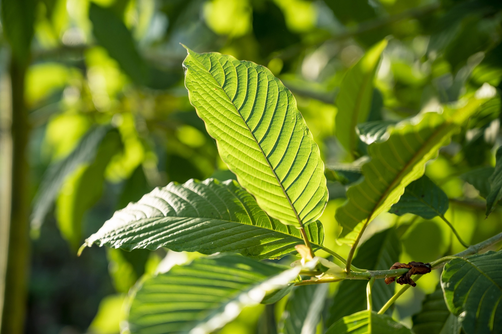 How Fresh Kratom Leaf Tea Thailand Is Brewed at Popup CNX