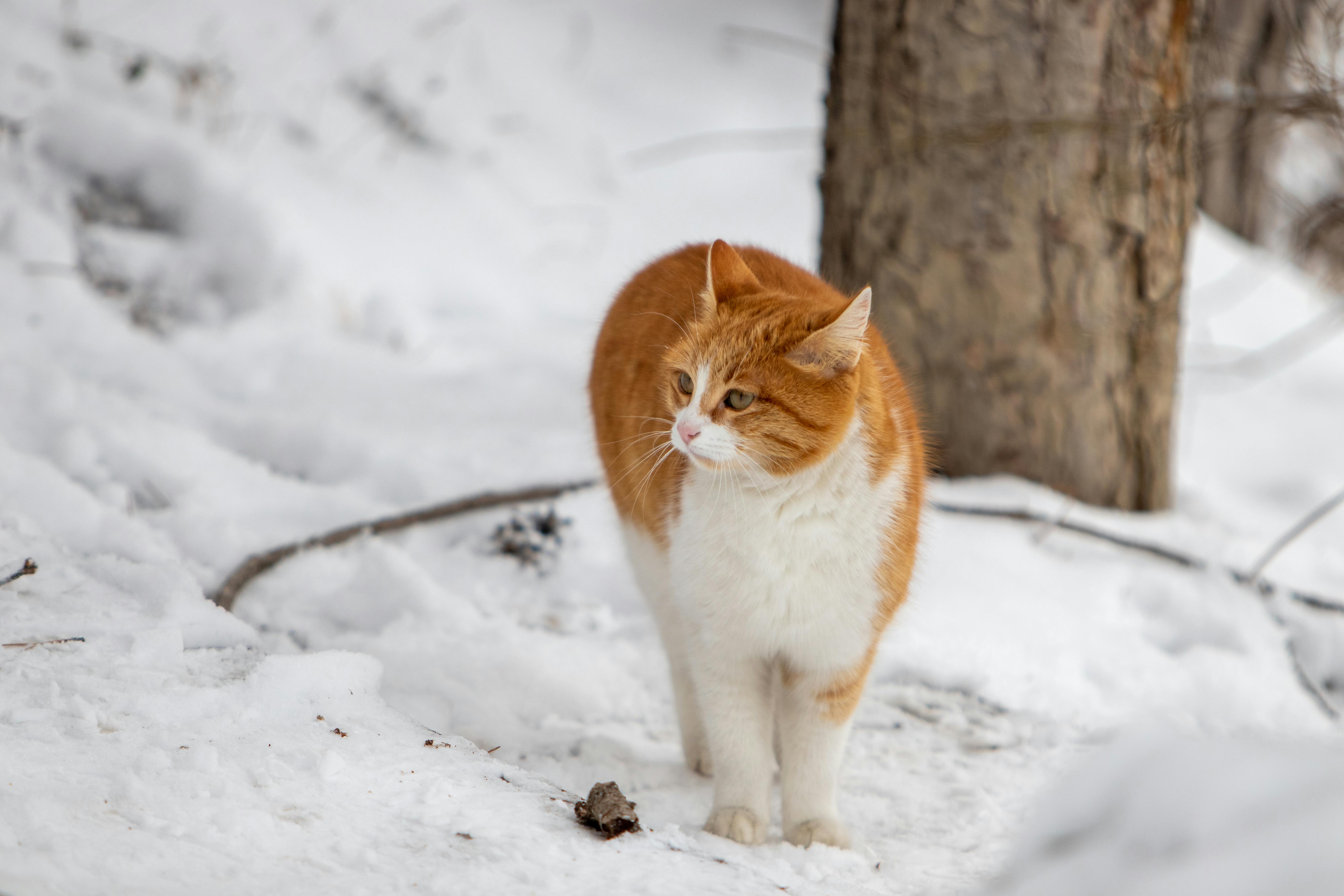 Maine Coon Cats for Sale Sacramento – Find Your Dream Cat Today