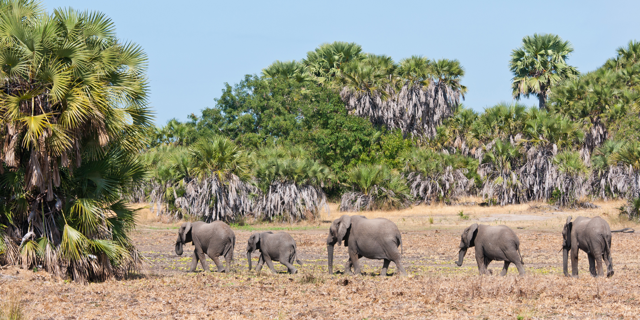 Why Nyerere National Park Tanzania Safari Should Be on Your Bucket List