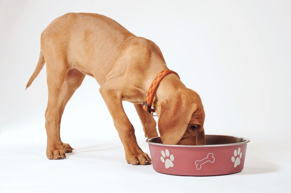 12 Ways to Save on How Much Does Farmers Dog Cost Monthly