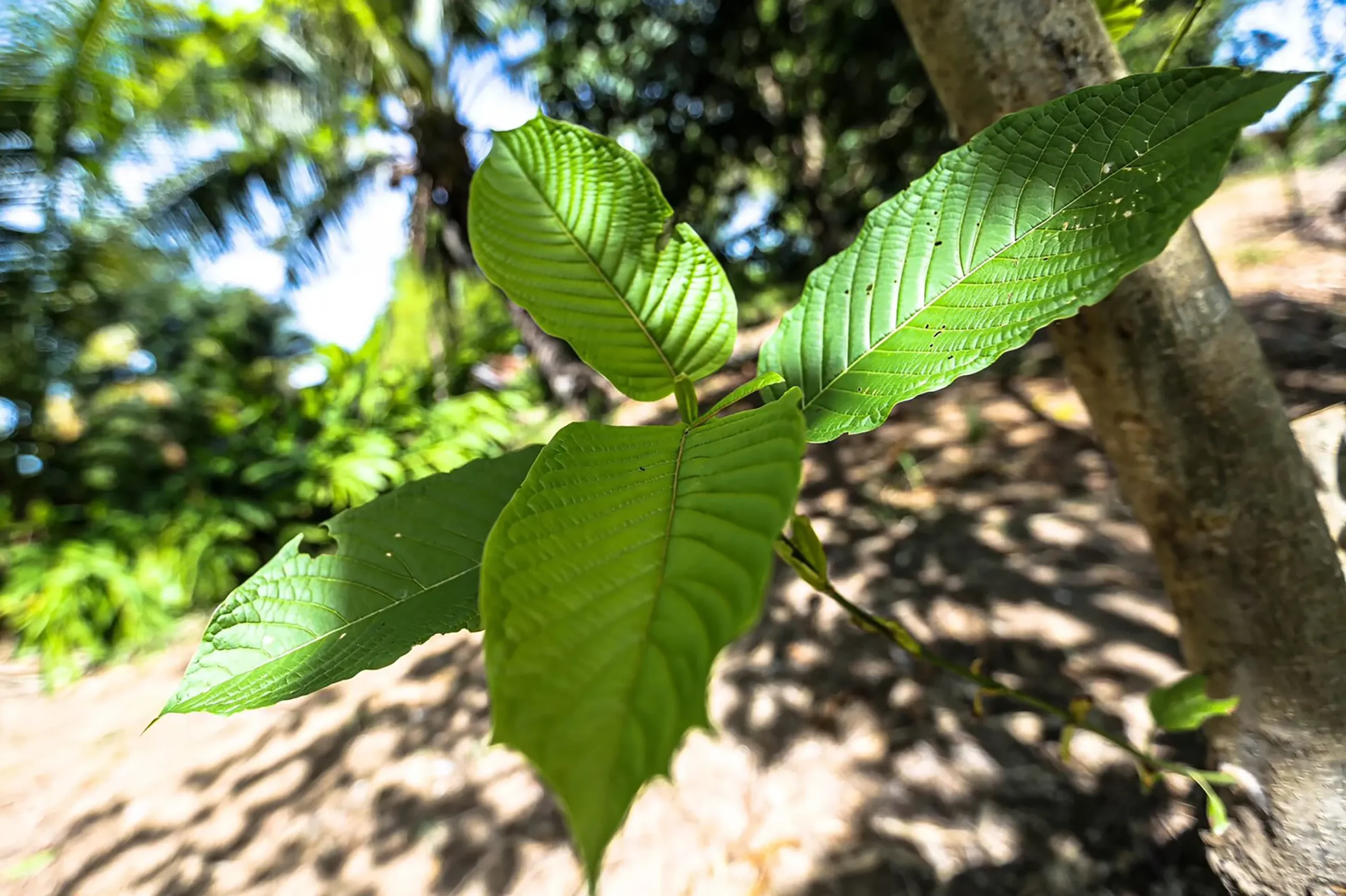 The Rise of Kratom Thailand in the Local Wellness Scene