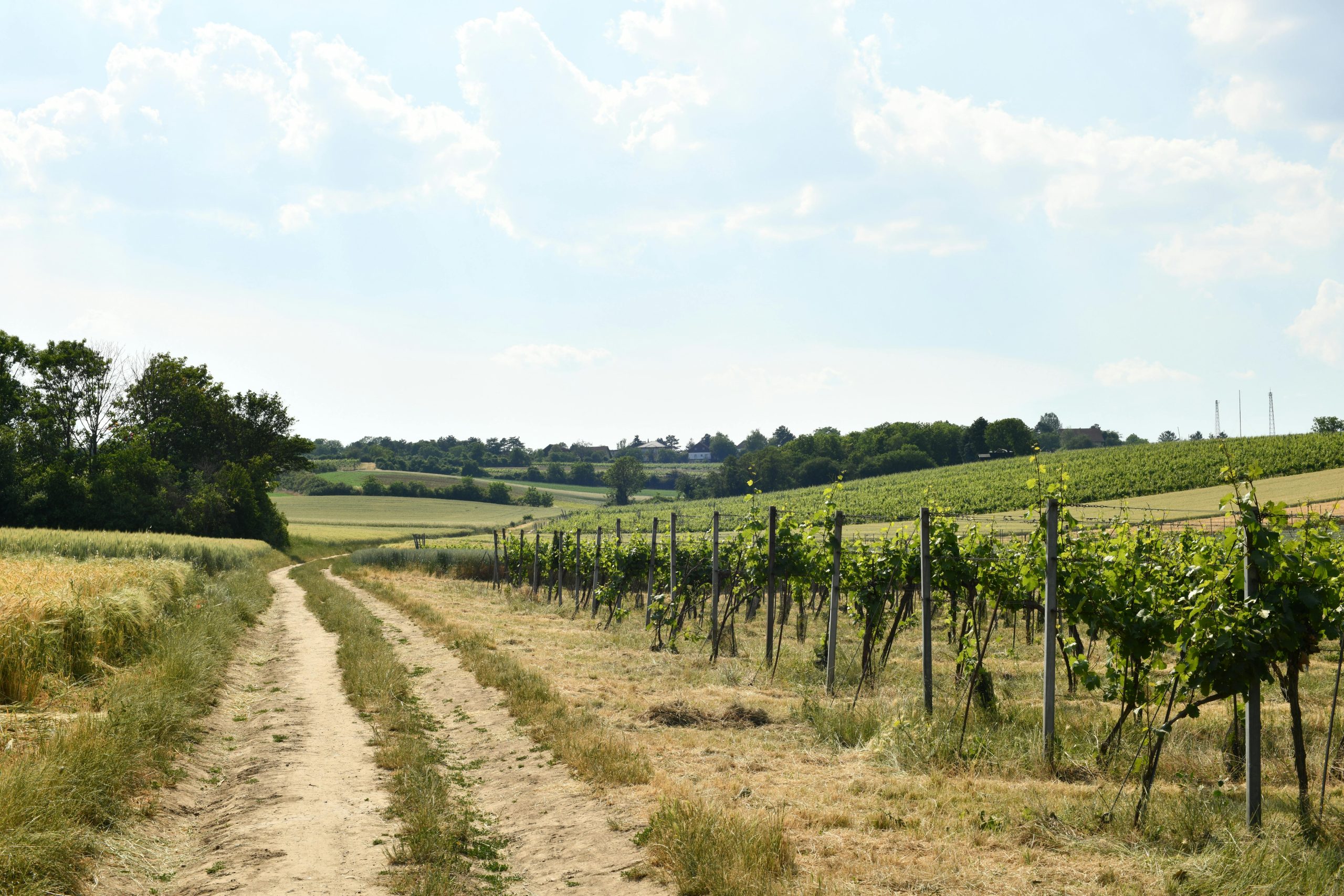 Winery Sacramento Tasting Rooms You’ll Want to Visit Again