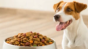 how much does farmers dog cost